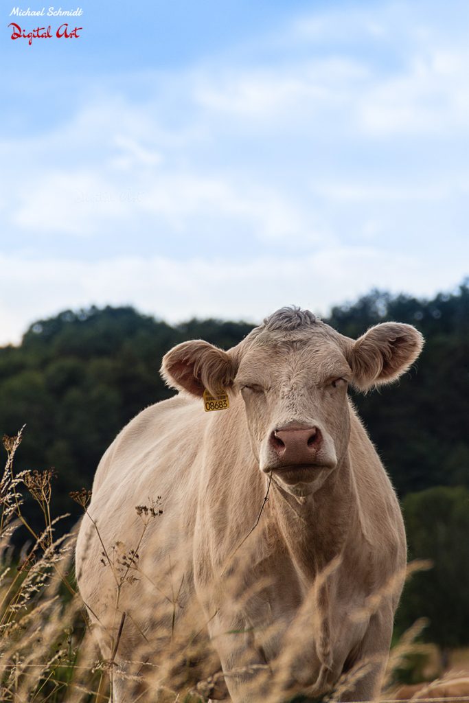 Cow Chilling