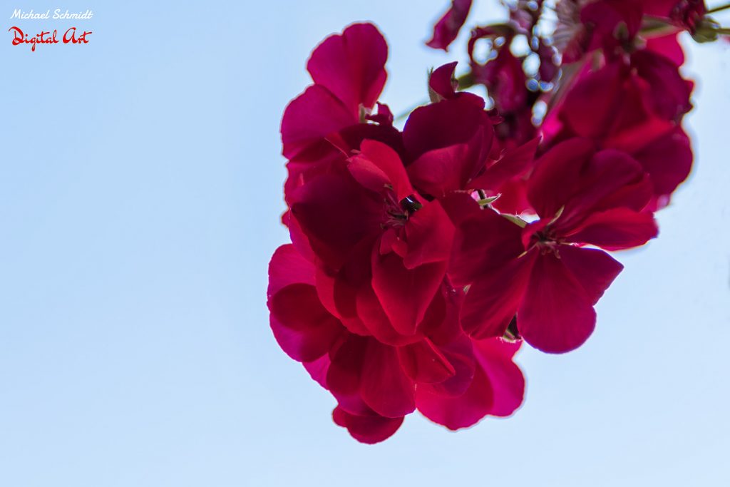 red-flowers