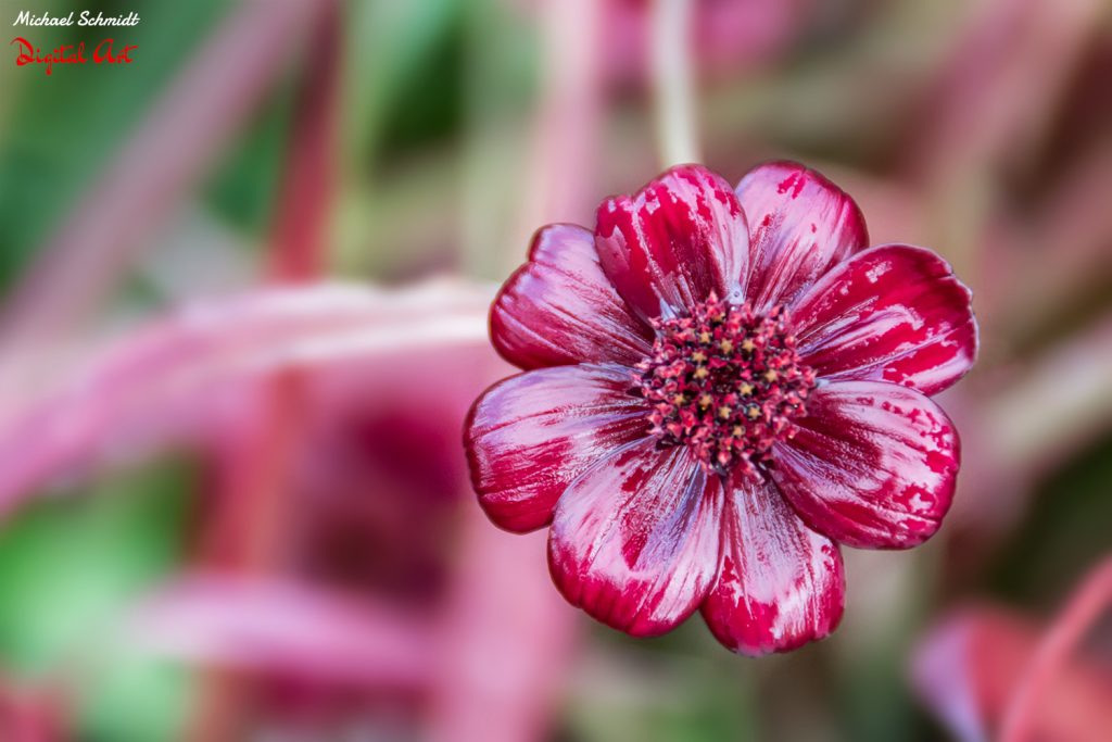 red-pink-flower