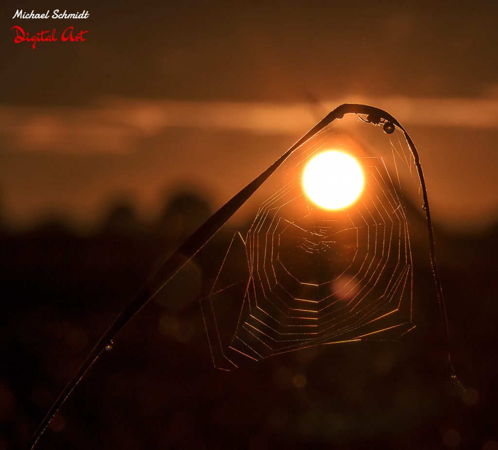 sunlight-spider-web
