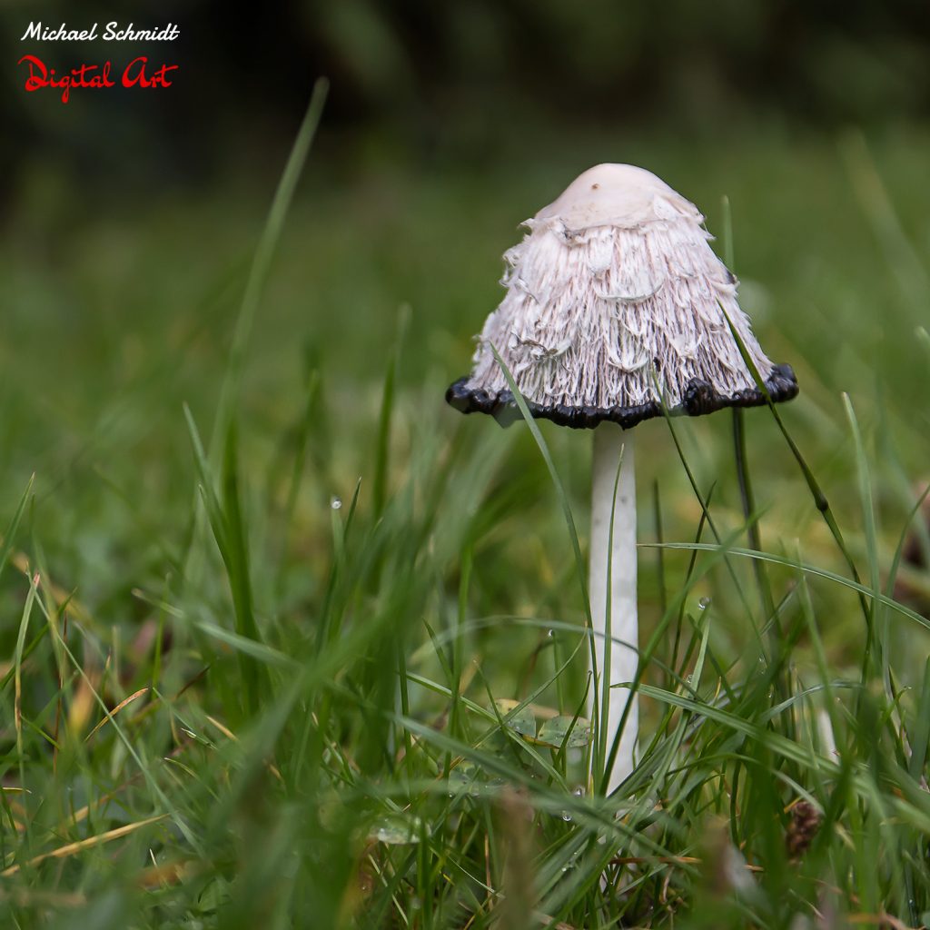 lonely-mushroom