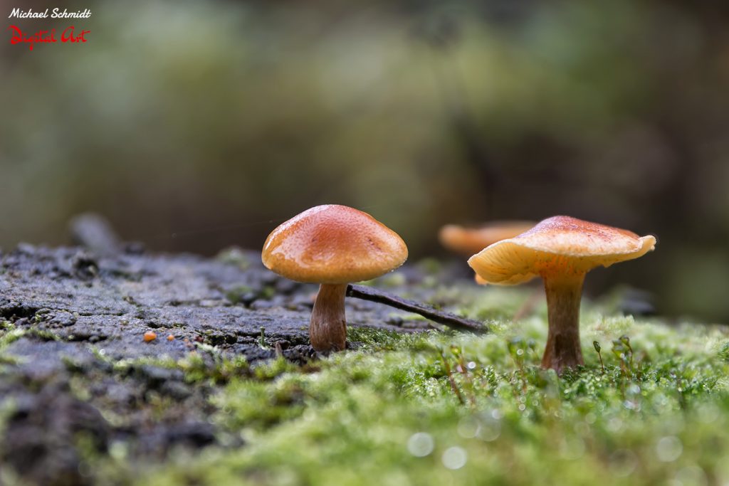 mushroom-family