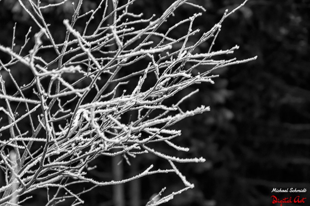 frozen-tree