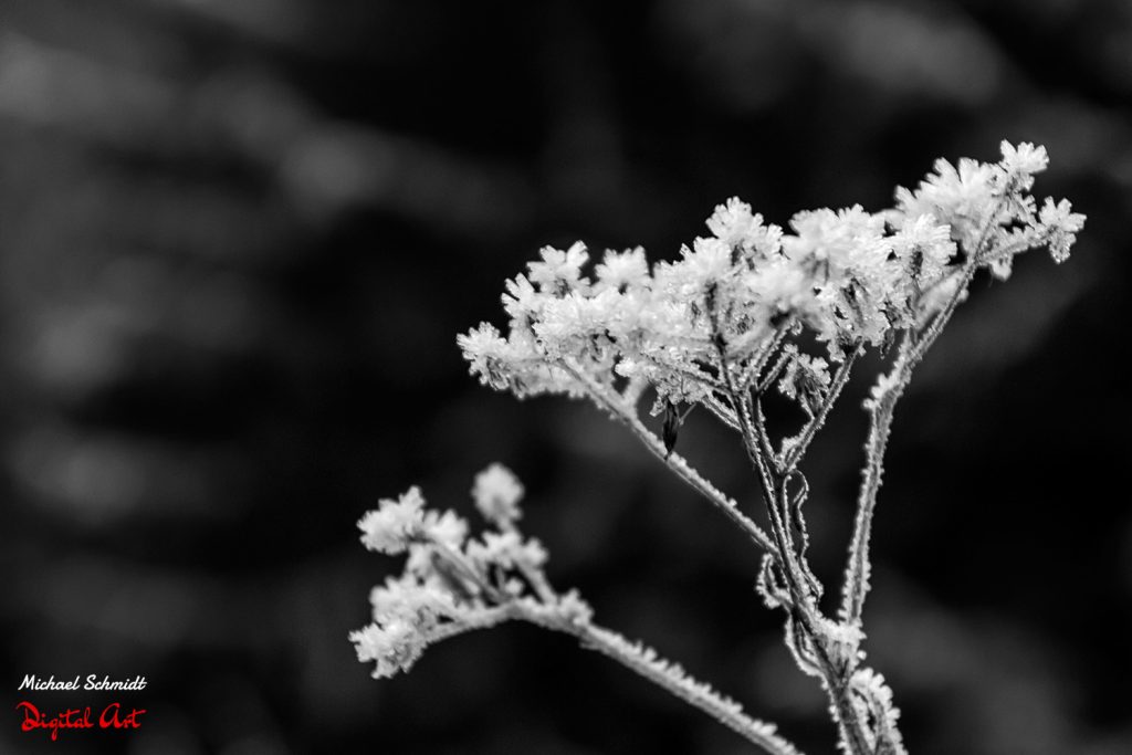 ice-flower