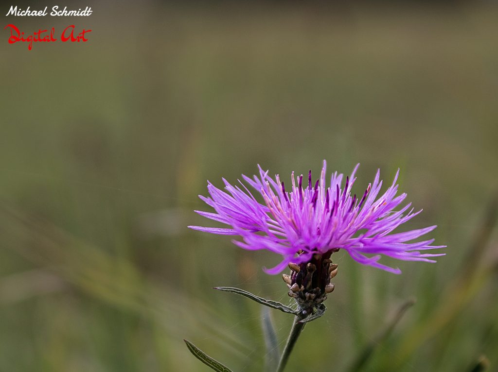 little-pink-flower