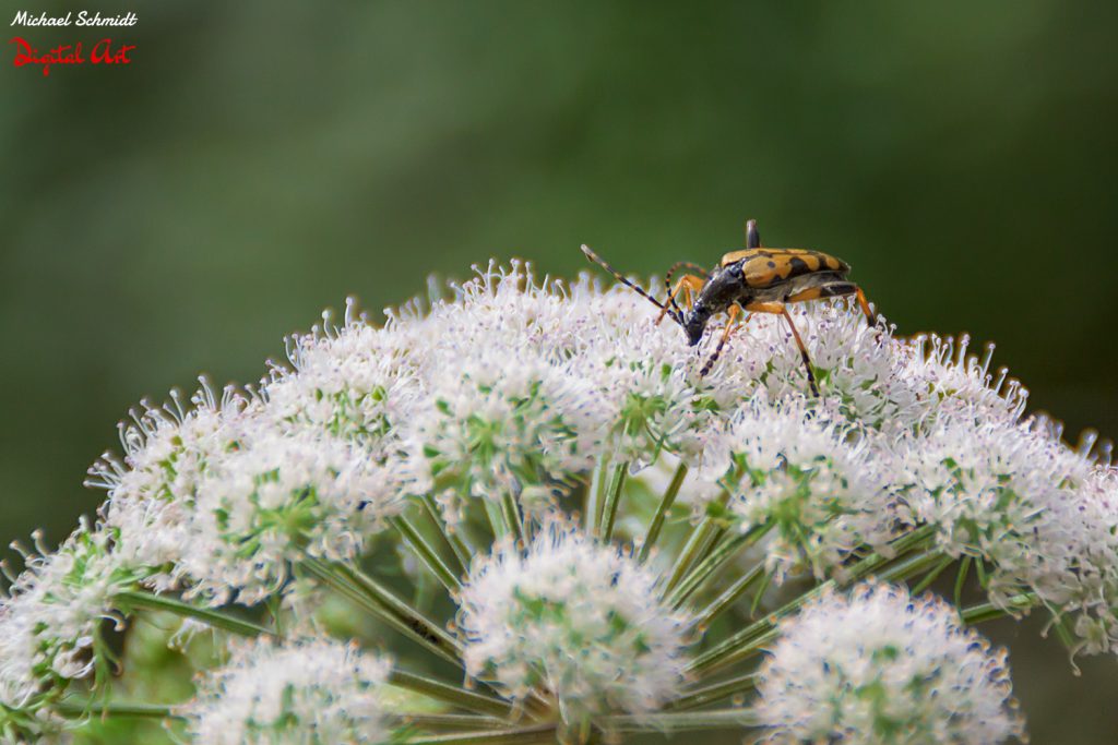 tiny-beetle