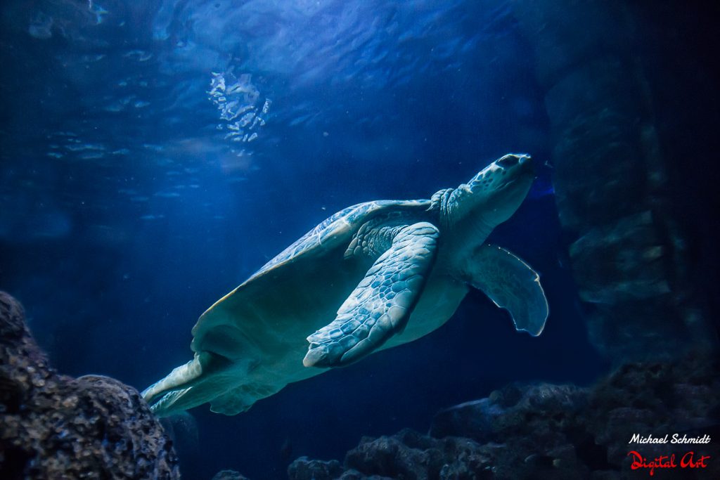 wasserschildkroete