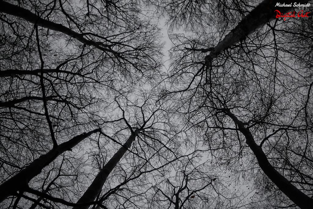 dark-trees