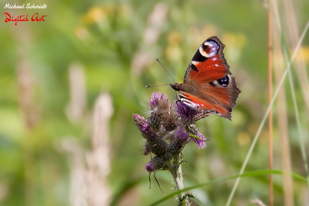 red-butterfly