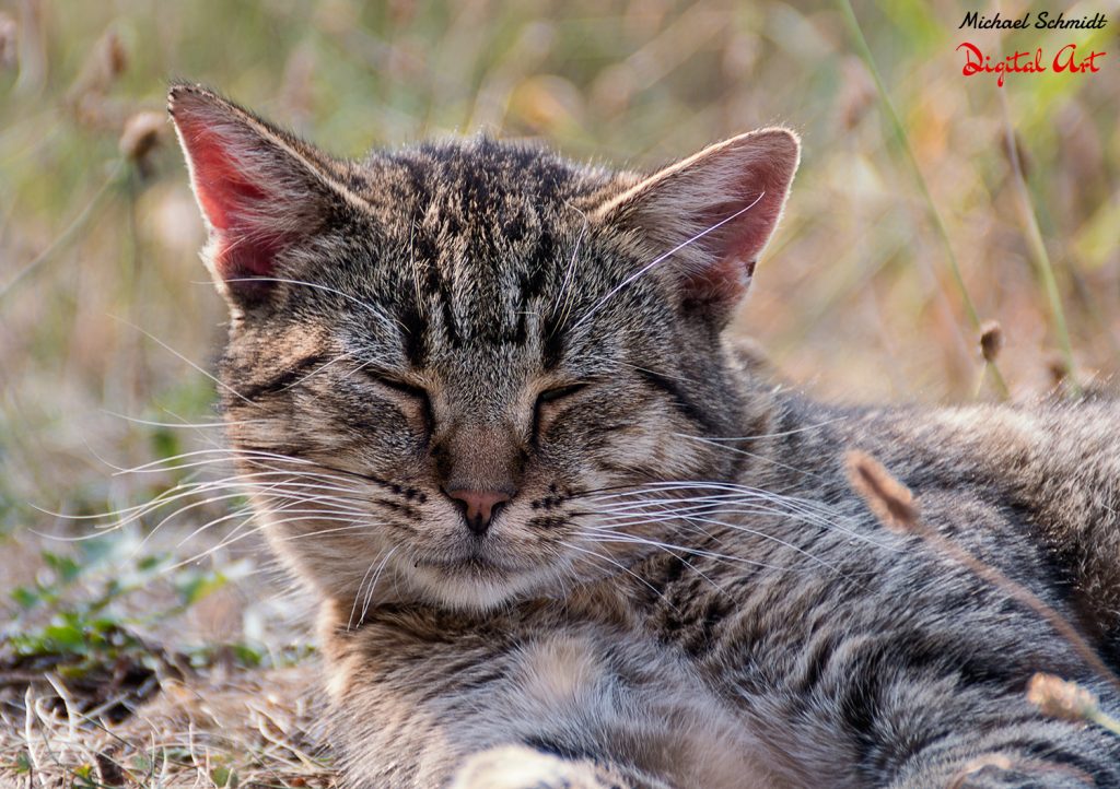 sleeping-cat