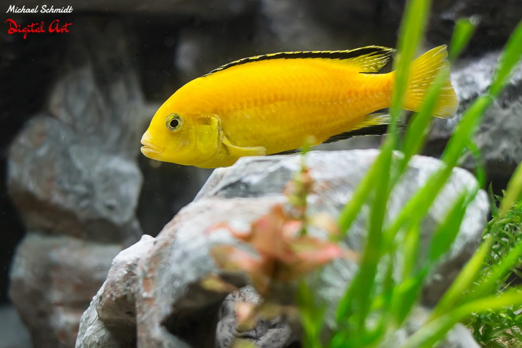 labridochromis-sp-yellow