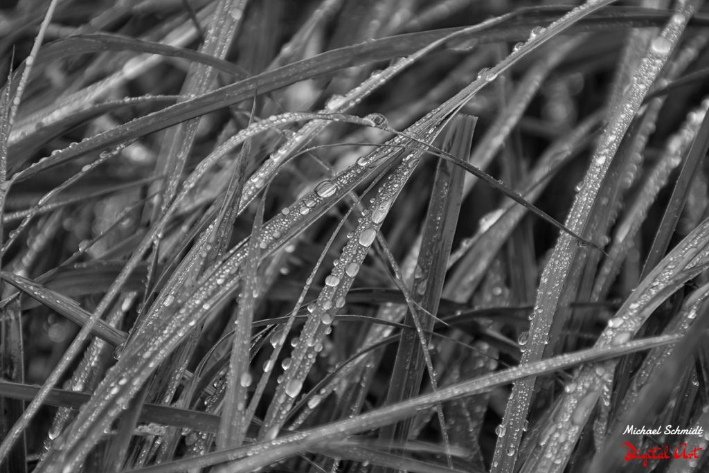 wet-grass