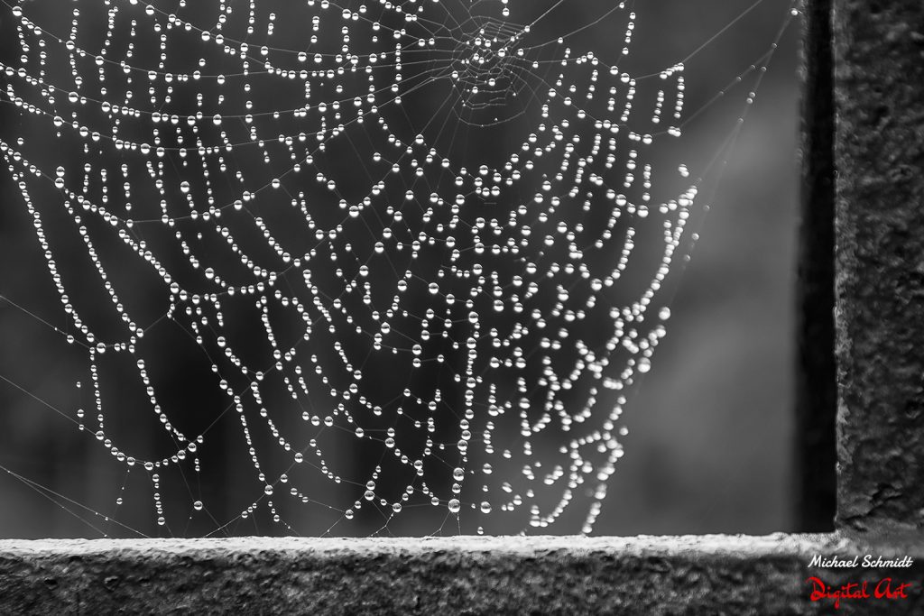 wet-spiderweb