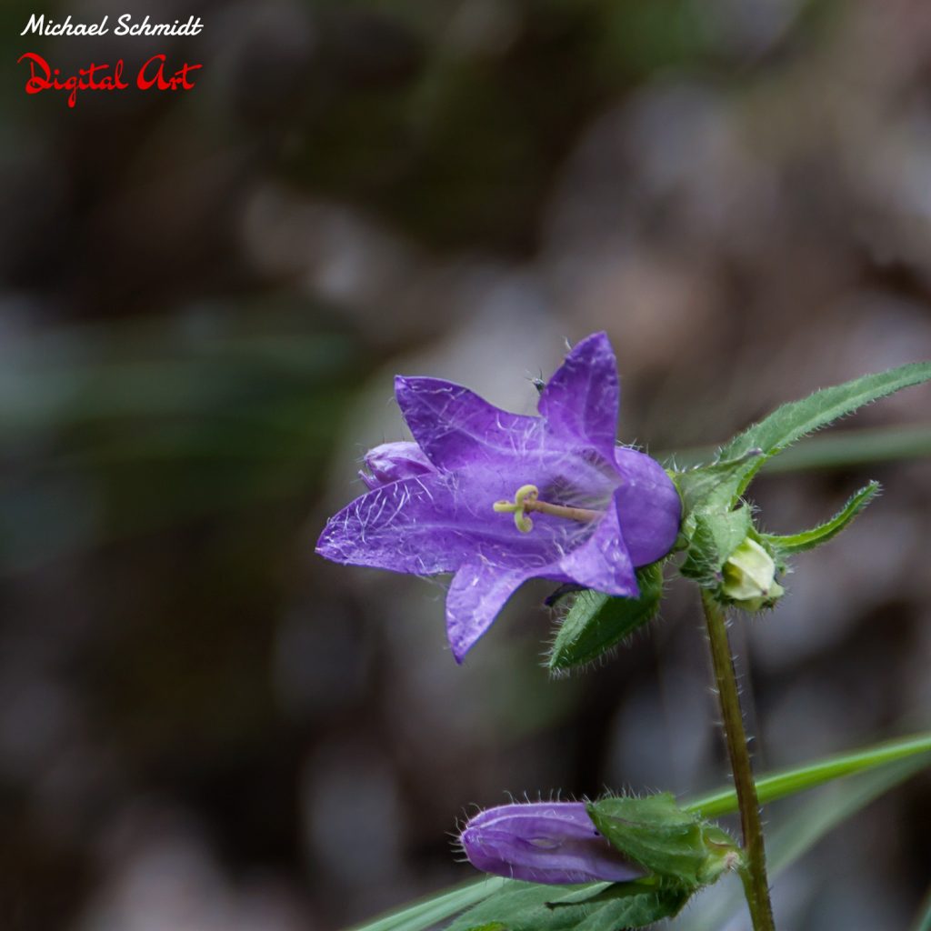 little-purple-flower