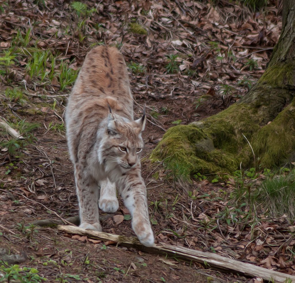 luchs