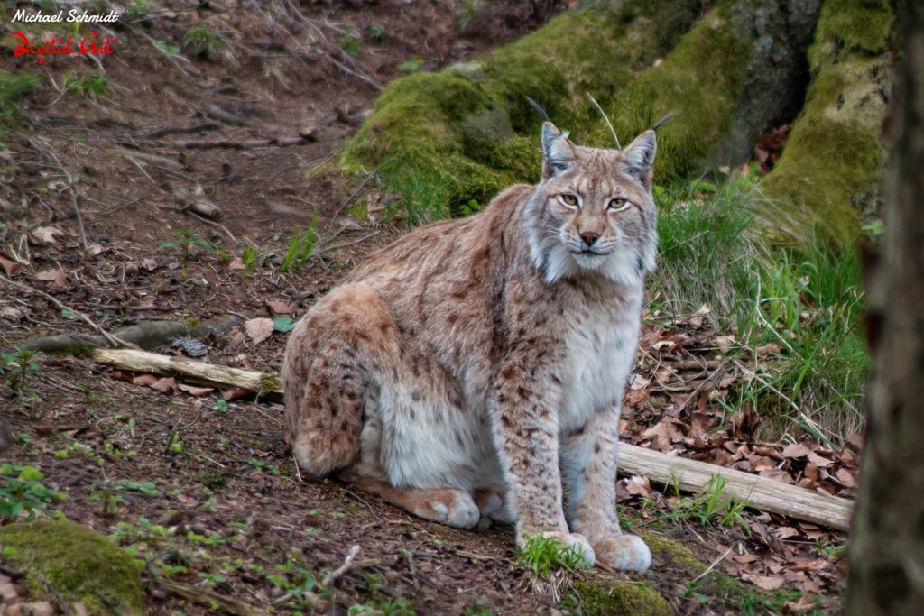 luchs-is-watching-you